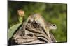 Mexican Ground squirrel climbing log-Larry Ditto-Mounted Premium Photographic Print