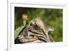 Mexican Ground squirrel climbing log-Larry Ditto-Framed Premium Photographic Print