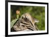 Mexican Ground squirrel climbing log-Larry Ditto-Framed Premium Photographic Print
