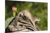 Mexican Ground squirrel climbing log-Larry Ditto-Mounted Premium Photographic Print