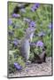 Mexican Ground squirrel in wildflowers-Larry Ditto-Mounted Photographic Print