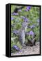 Mexican Ground squirrel in wildflowers-Larry Ditto-Framed Stretched Canvas
