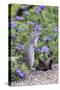 Mexican Ground squirrel in wildflowers-Larry Ditto-Stretched Canvas