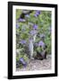 Mexican Ground squirrel in wildflowers-Larry Ditto-Framed Photographic Print