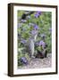 Mexican Ground squirrel in wildflowers-Larry Ditto-Framed Photographic Print