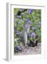 Mexican Ground squirrel in wildflowers-Larry Ditto-Framed Photographic Print
