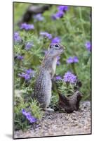 Mexican Ground squirrel in wildflowers-Larry Ditto-Mounted Photographic Print