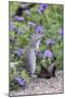 Mexican Ground squirrel in wildflowers-Larry Ditto-Mounted Photographic Print