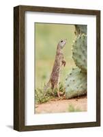 Mexican Ground Squirrel (Spermophilus Mexicanus) Searching for Food-Larry Ditto-Framed Photographic Print