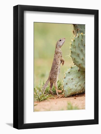 Mexican Ground Squirrel (Spermophilus Mexicanus) Searching for Food-Larry Ditto-Framed Photographic Print