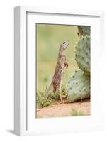 Mexican Ground Squirrel (Spermophilus Mexicanus) Searching for Food-Larry Ditto-Framed Photographic Print