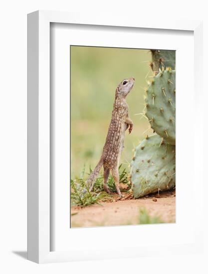 Mexican Ground Squirrel (Spermophilus Mexicanus) Searching for Food-Larry Ditto-Framed Photographic Print