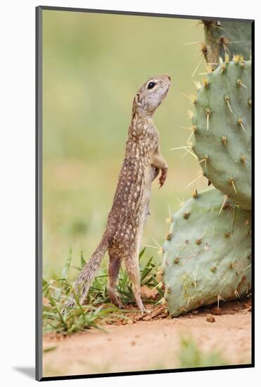 Mexican Ground Squirrel (Spermophilus Mexicanus) Searching for Food-Larry Ditto-Mounted Photographic Print
