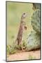 Mexican Ground Squirrel (Spermophilus Mexicanus) Searching for Food-Larry Ditto-Mounted Photographic Print