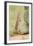 Mexican Ground Squirrel (Spermophilus Mexicanus) Searching for Food-Larry Ditto-Framed Photographic Print