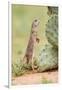 Mexican Ground Squirrel (Spermophilus Mexicanus) Searching for Food-Larry Ditto-Framed Photographic Print