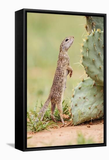 Mexican Ground Squirrel (Spermophilus Mexicanus) Searching for Food-Larry Ditto-Framed Stretched Canvas