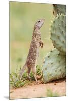 Mexican Ground Squirrel (Spermophilus Mexicanus) Searching for Food-Larry Ditto-Mounted Premium Photographic Print