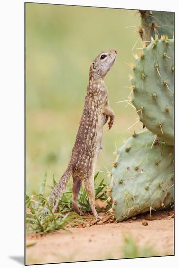 Mexican Ground Squirrel (Spermophilus Mexicanus) Searching for Food-Larry Ditto-Mounted Premium Photographic Print