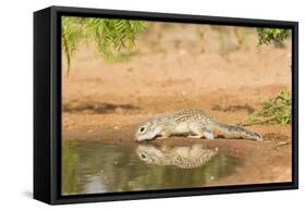 Mexican Ground Squirrel-Gary Carter-Framed Stretched Canvas