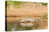 Mexican Ground Squirrel-Gary Carter-Stretched Canvas