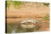 Mexican Ground Squirrel-Gary Carter-Stretched Canvas