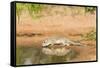 Mexican Ground Squirrel-Gary Carter-Framed Stretched Canvas