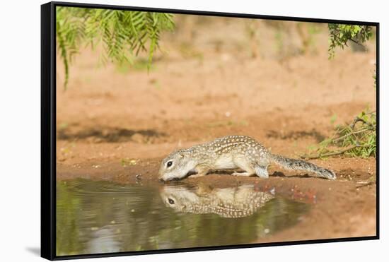 Mexican Ground Squirrel-Gary Carter-Framed Stretched Canvas