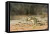 Mexican Ground Squirrel-Gary Carter-Framed Stretched Canvas