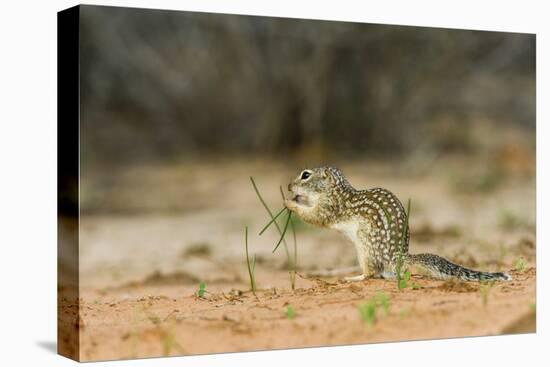 Mexican Ground Squirrel-Gary Carter-Stretched Canvas