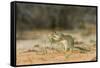 Mexican Ground Squirrel-Gary Carter-Framed Stretched Canvas