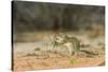 Mexican Ground Squirrel-Gary Carter-Stretched Canvas