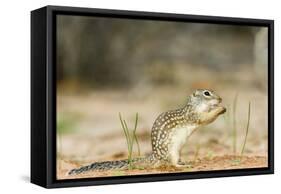 Mexican Ground Squirrel-Gary Carter-Framed Stretched Canvas