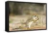 Mexican Ground Squirrel-Gary Carter-Framed Stretched Canvas