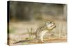 Mexican Ground Squirrel-Gary Carter-Stretched Canvas