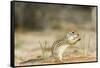 Mexican Ground Squirrel-Gary Carter-Framed Stretched Canvas