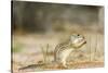 Mexican Ground Squirrel-Gary Carter-Stretched Canvas