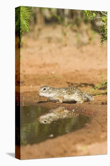 Mexican Ground Squirrel-Gary Carter-Stretched Canvas