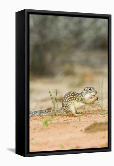 Mexican Ground Squirrel-Gary Carter-Framed Stretched Canvas