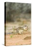 Mexican Ground Squirrel-Gary Carter-Stretched Canvas