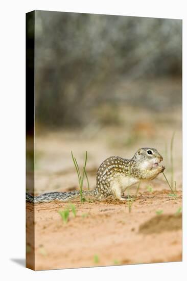 Mexican Ground Squirrel-Gary Carter-Stretched Canvas