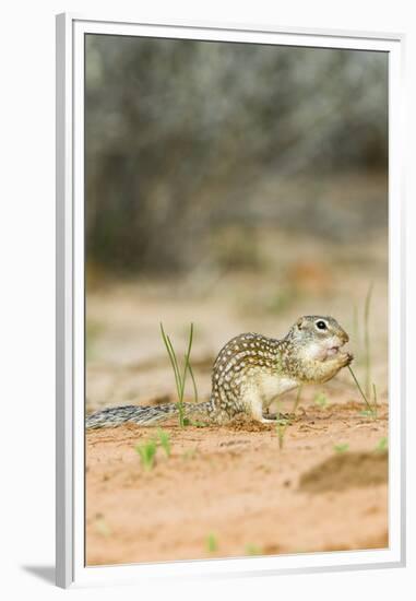 Mexican Ground Squirrel-Gary Carter-Framed Premium Photographic Print