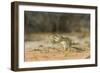 Mexican Ground Squirrel-Gary Carter-Framed Photographic Print