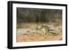 Mexican Ground Squirrel-Gary Carter-Framed Photographic Print