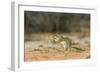 Mexican Ground Squirrel-Gary Carter-Framed Photographic Print