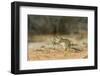 Mexican Ground Squirrel-Gary Carter-Framed Photographic Print