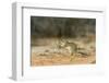 Mexican Ground Squirrel-Gary Carter-Framed Photographic Print