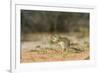 Mexican Ground Squirrel-Gary Carter-Framed Photographic Print