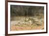 Mexican Ground Squirrel-Gary Carter-Framed Photographic Print