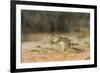 Mexican Ground Squirrel-Gary Carter-Framed Photographic Print